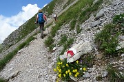 19 Eliantemo rupino (Helianthemum oelandicum)